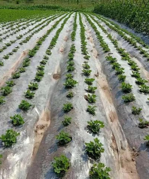 山东花生最新行情报告