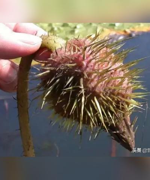 湖北今日鸡价格最新报价及市场分析