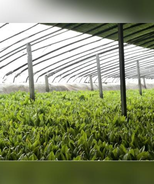 天津今日蔬菜最新价格