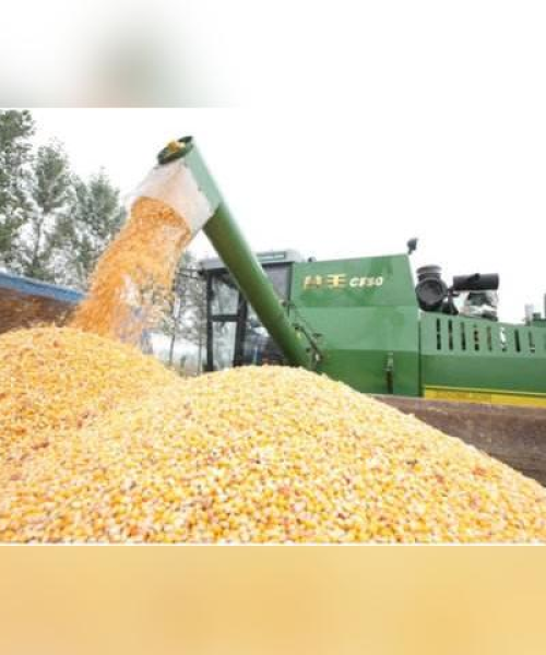 国储粮食最新消息今日行情