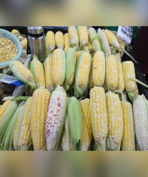 今日玉米湖北最新价格行情分析